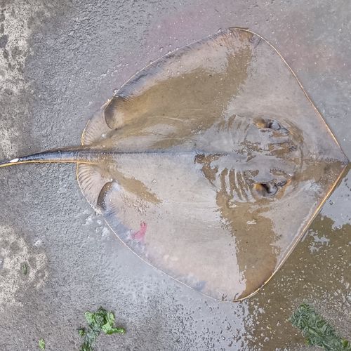 三河湾