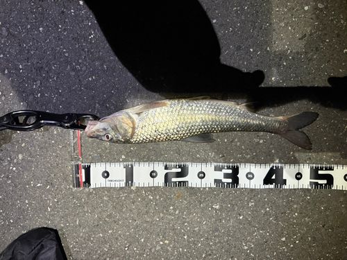 ニゴイの釣果