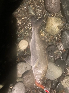 セイゴ（ヒラスズキ）の釣果