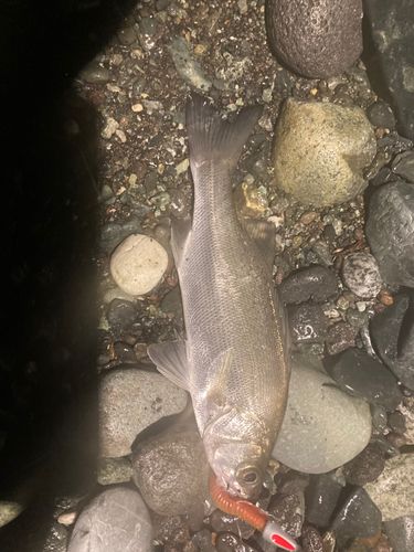 セイゴ（ヒラスズキ）の釣果
