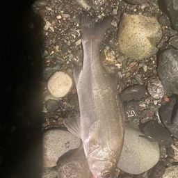 セイゴ（ヒラスズキ）