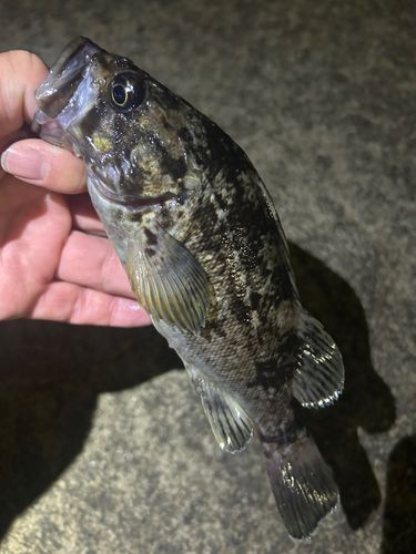 ソイの釣果