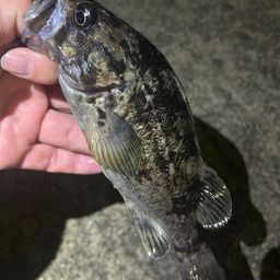ソイ