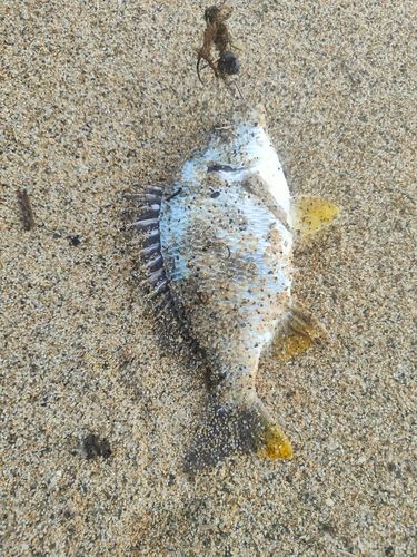 キビレの釣果