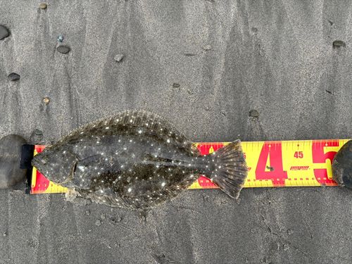 ヒラメの釣果