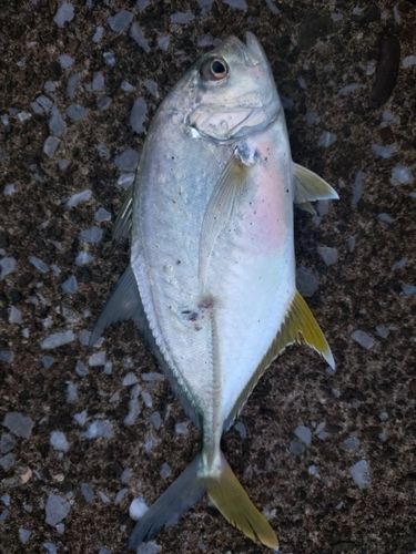 メッキの釣果