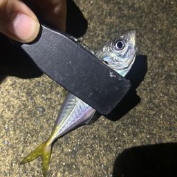 アジ