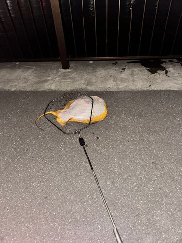 アカエイの釣果