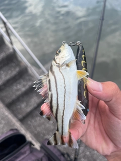 コトヒキの釣果