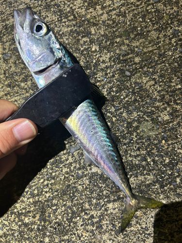サバの釣果