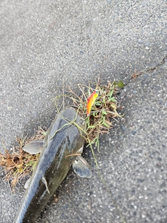ニホンナマズの釣果