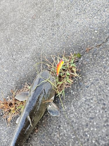 ニホンナマズの釣果