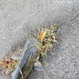 ニホンナマズ
