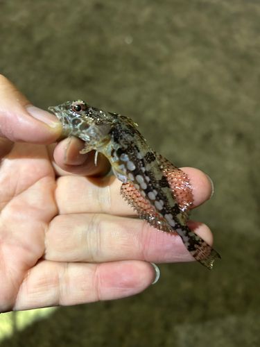 アナハゼの釣果