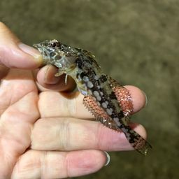 アナハゼ