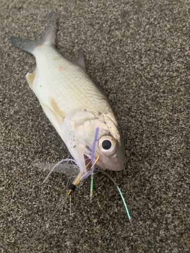 ツバメコノシロの釣果