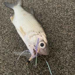 ツバメコノシロ