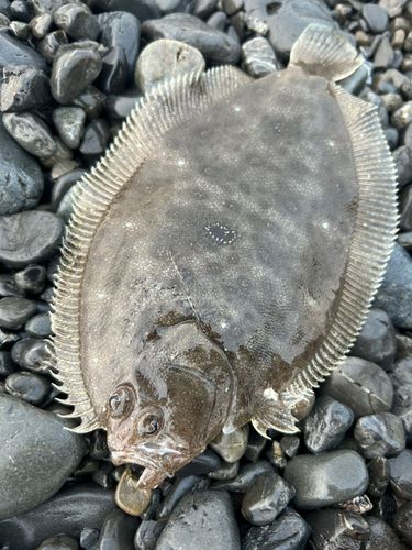 ガンゾウビラメの釣果