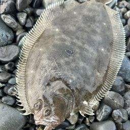 ガンゾウビラメ