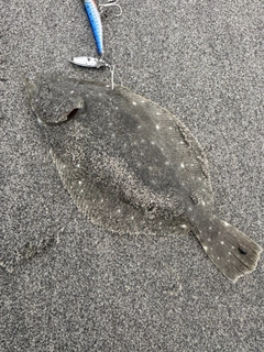 ソゲの釣果