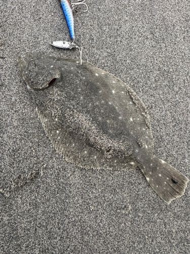 ソゲの釣果