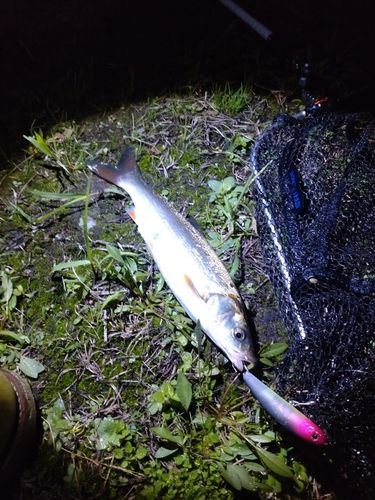 マルタウグイの釣果