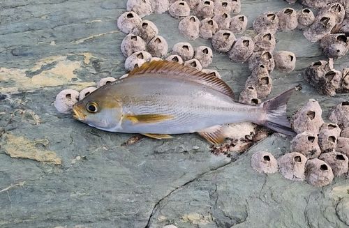 イサキの釣果