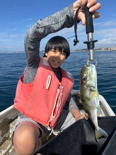 ショウサイフグの釣果