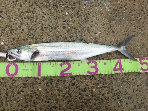 サゴシの釣果