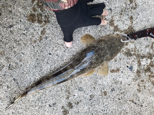 マゴチの釣果