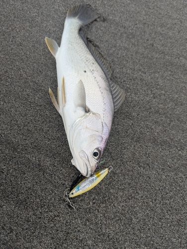ニベの釣果