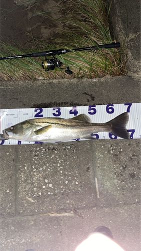 シーバスの釣果