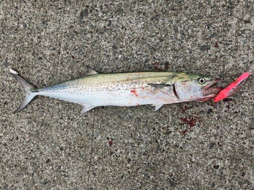 サゴシの釣果