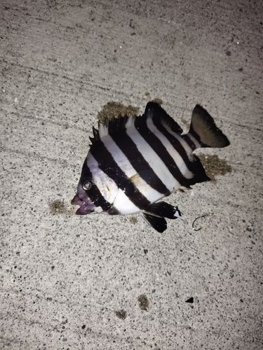 釣果