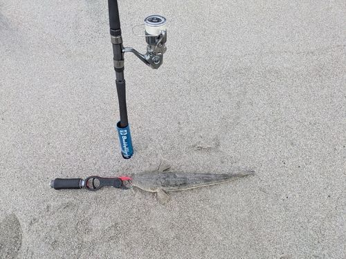 マゴチの釣果