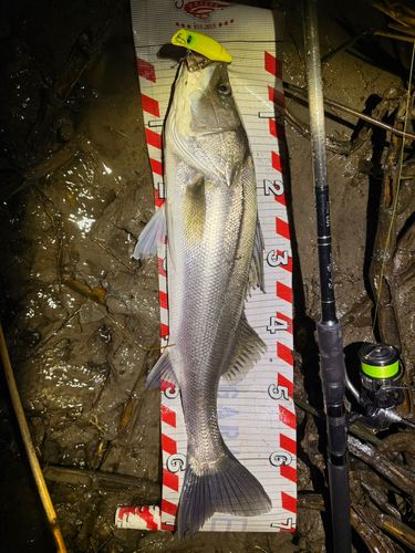シーバスの釣果