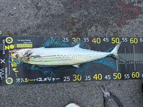 サゴシの釣果