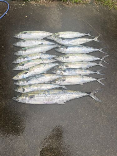 サワラの釣果