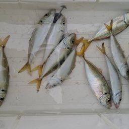 アジ