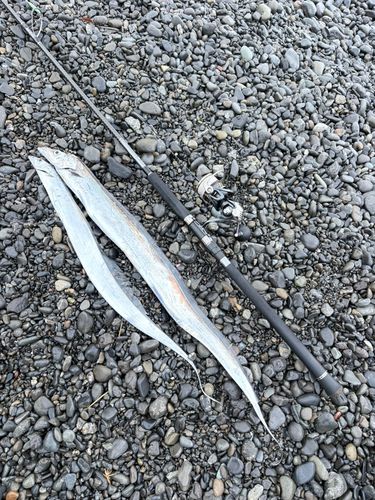 タチウオの釣果