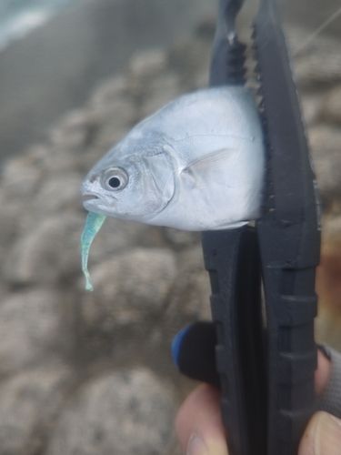 コバンアジの釣果