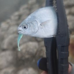 コバンアジ