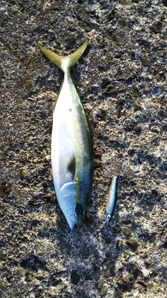 ツバスの釣果