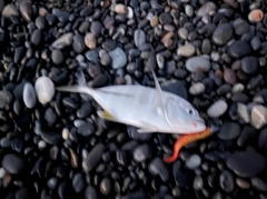 メッキの釣果