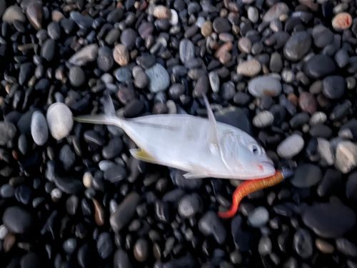 メッキの釣果