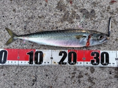 サバの釣果