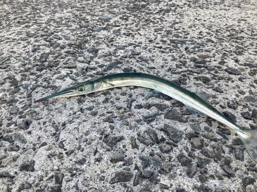 ダツの釣果