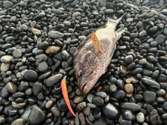 オオモンハタの釣果
