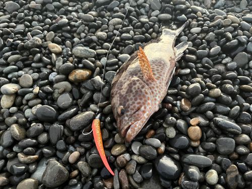 オオモンハタの釣果