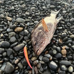 オオモンハタ